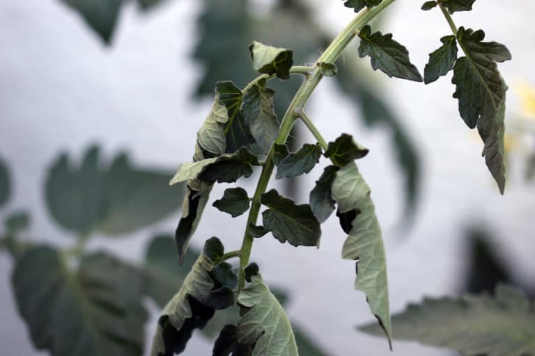 Tomatenblätter rollen sich ein