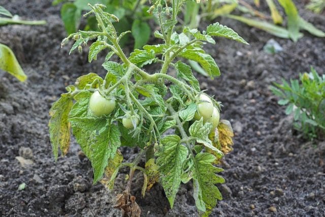 Tomatenblätter rollen sich