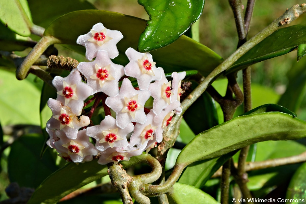 Wachsblume, Hoya carnosa, Sukkulente