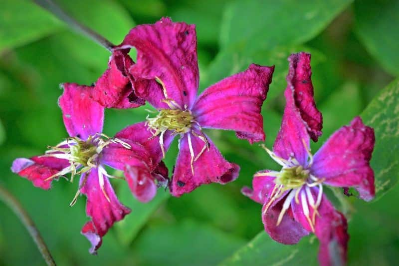 Waldrebe (Clematis) beginnt zu welken