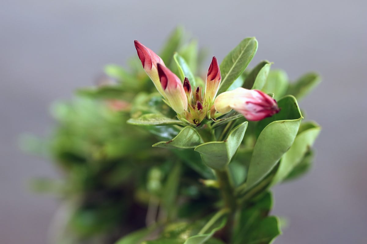 Wüstenrose, Adenium, blühende Sukkulente