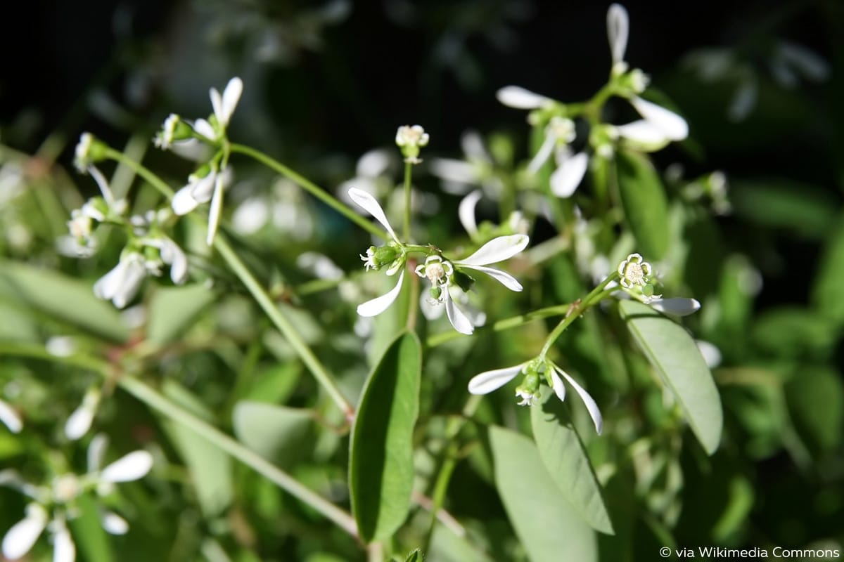 Euphorbia "Diamond Frost"