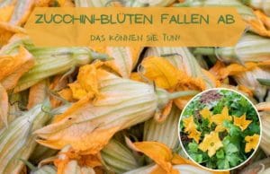 Zucchini Blüten fallen ab