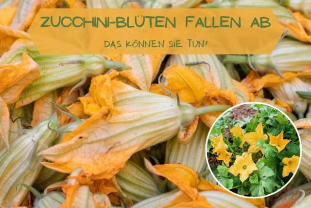 Zucchini Blüten fallen ab