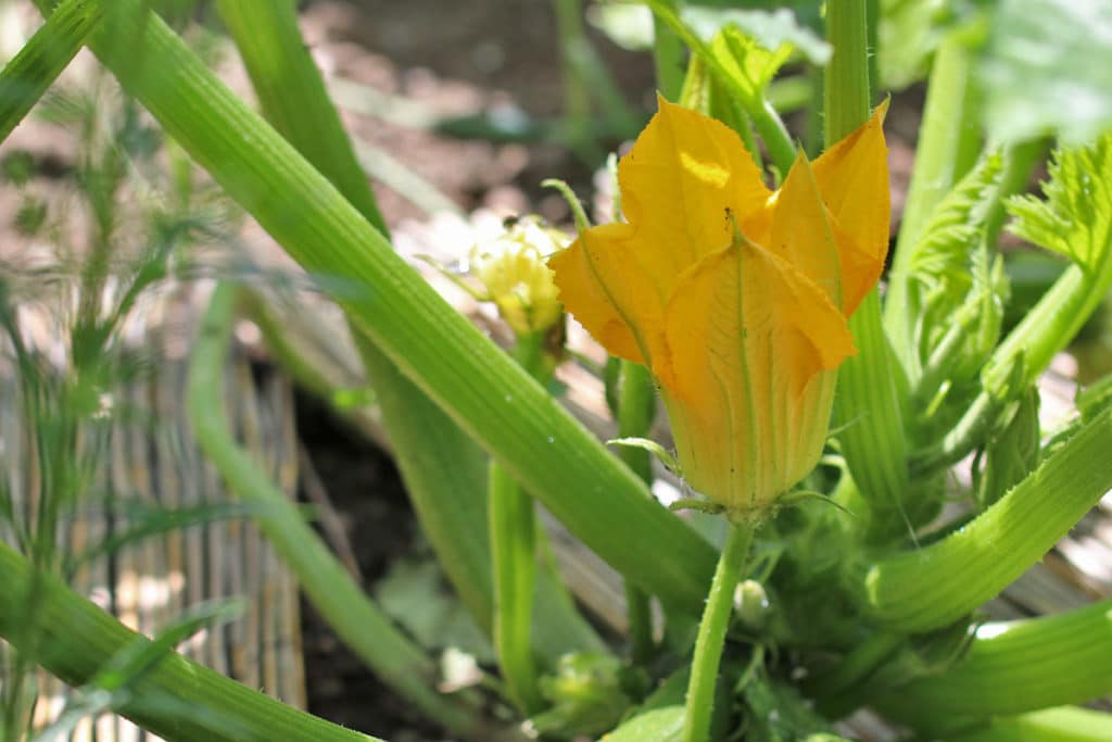 Zucchini Blüten