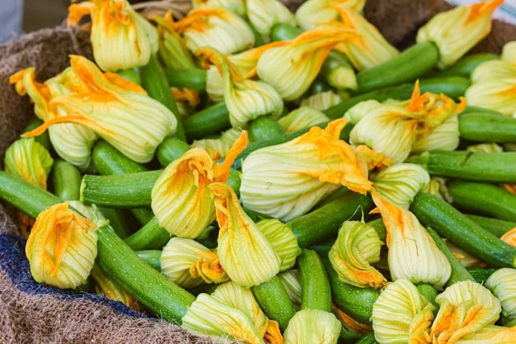 Zucchini Blüten