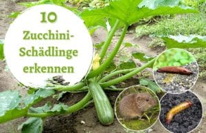 Zucchini-Schädlinge