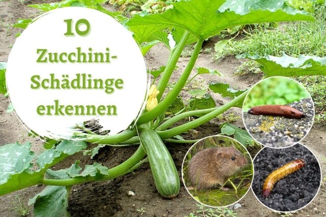 Zucchini-Schädlinge