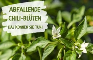 Chili Blüten fallen ab