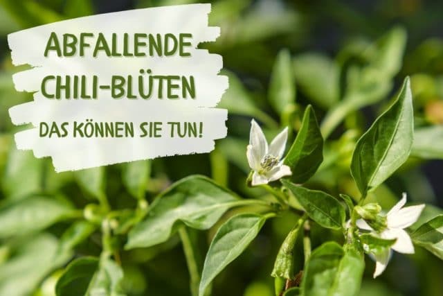 Chili Blüten fallen ab