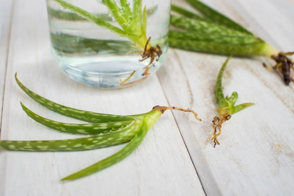 Aloe vera vermehren