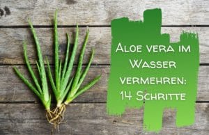 Aloe vermehren