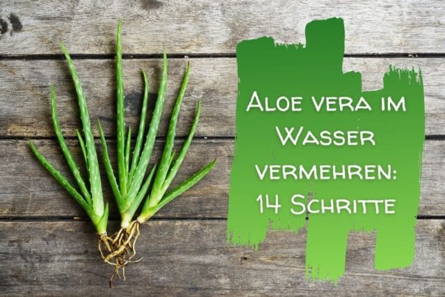 Aloe vermehren