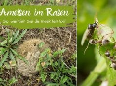 Ameisen im Rasen bekämpfen