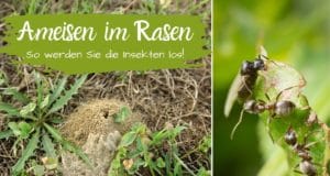 Ameisen im Rasen bekämpfen