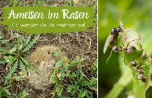 Ameisen im Rasen bekämpfen