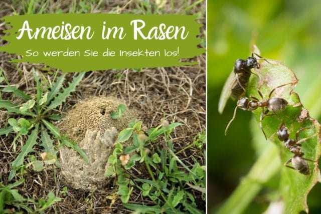 Ameisen im Rasen bekämpfen