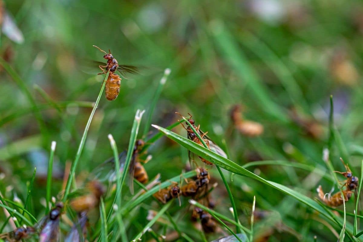 Ameisen im Rasen
