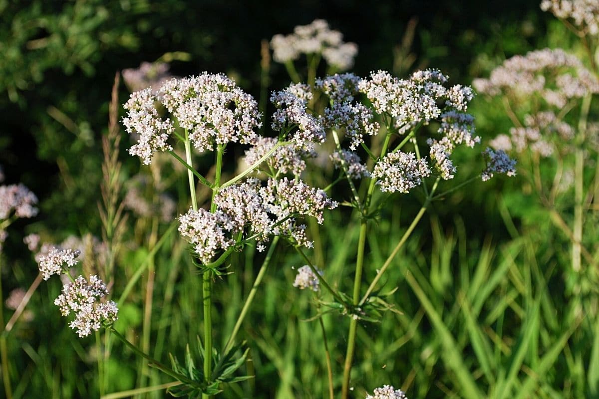 Anis (Pimpinella anisum)