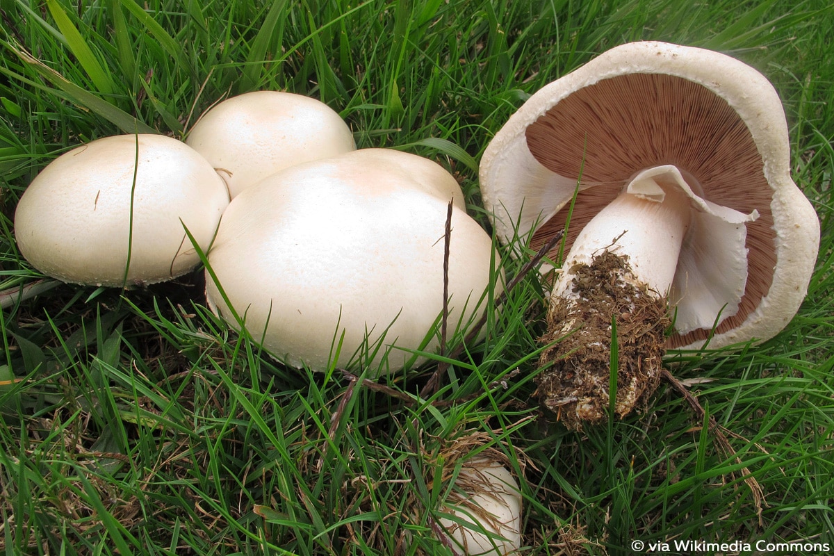 Anisegerling, Schafschampignon (Agaricus arvensis)