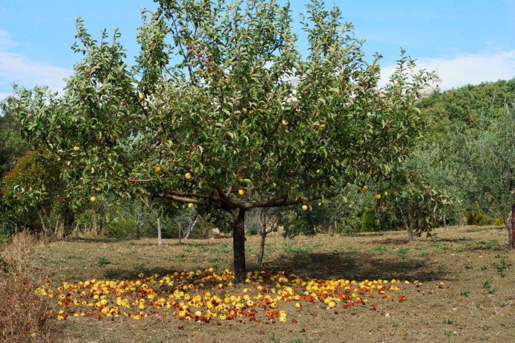 Apfelbaum, Äpfel am Boden, Baumarten