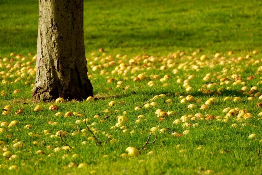 Apfelbaum, Äpfel am Boden