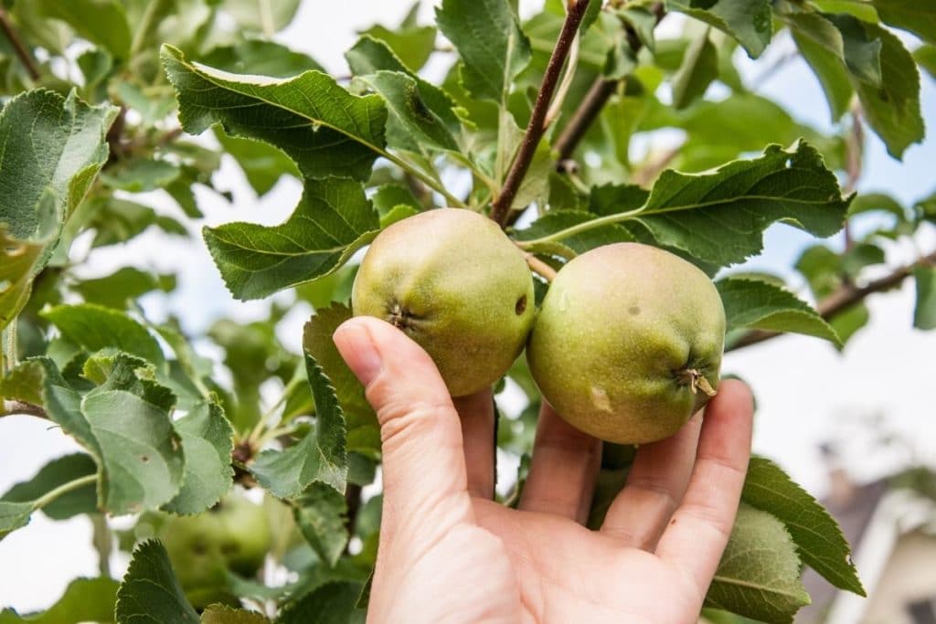 Äpfel pflücken