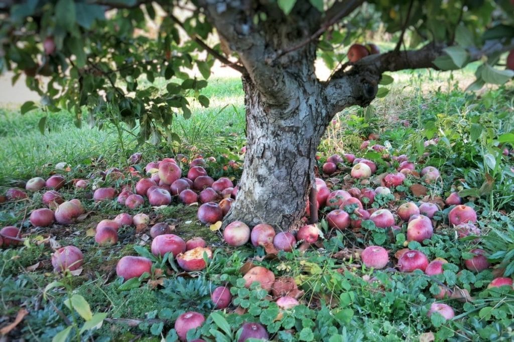Apfelbaum düngen