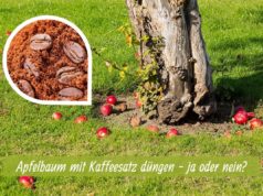 Apfelblute 2020 Wann Bluhen Apfelbaume Blutezeit In Europa Gartendialog De