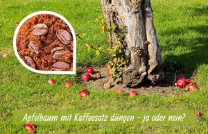 Apfelbaum düngen