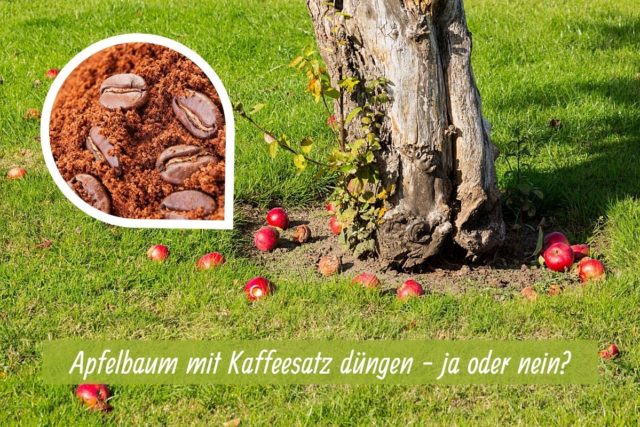 Apfelbaum düngen