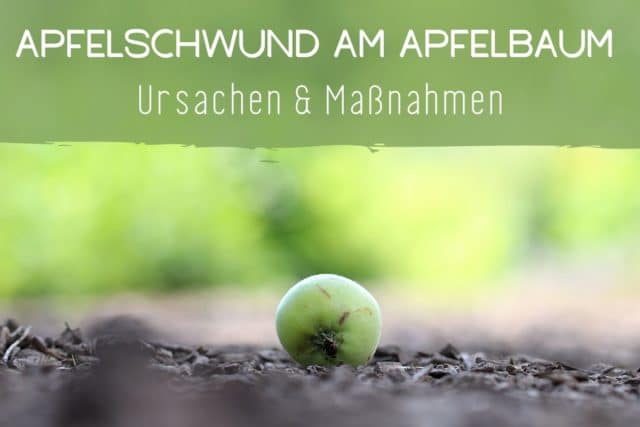 Apfelbaum verliert Äpfel