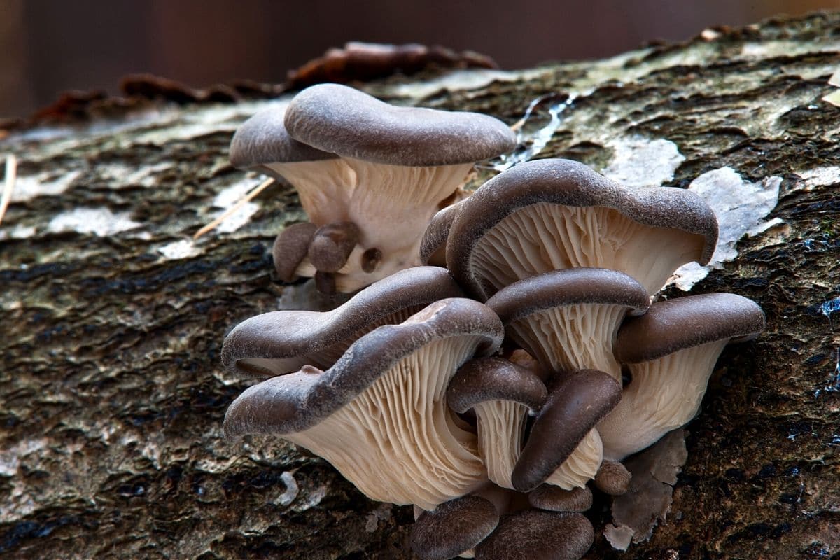 Austern-Seitling (Pleurotus ostreatus), brauner Pilz