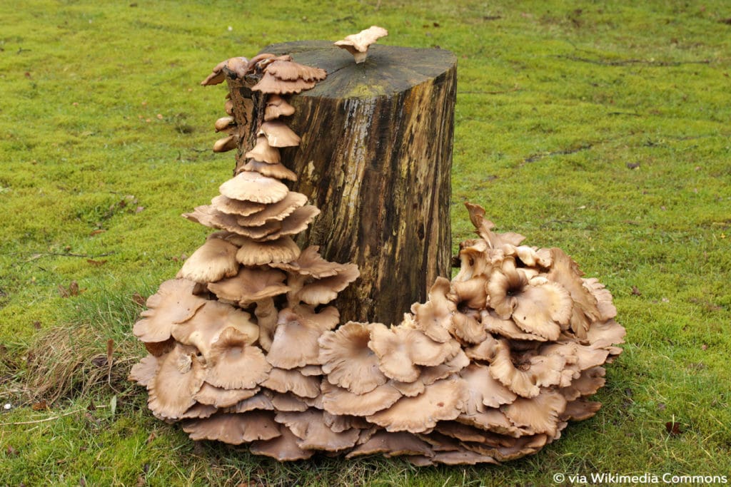 Austernpilz (Pleurotus ostreatus), Lamellenpilz