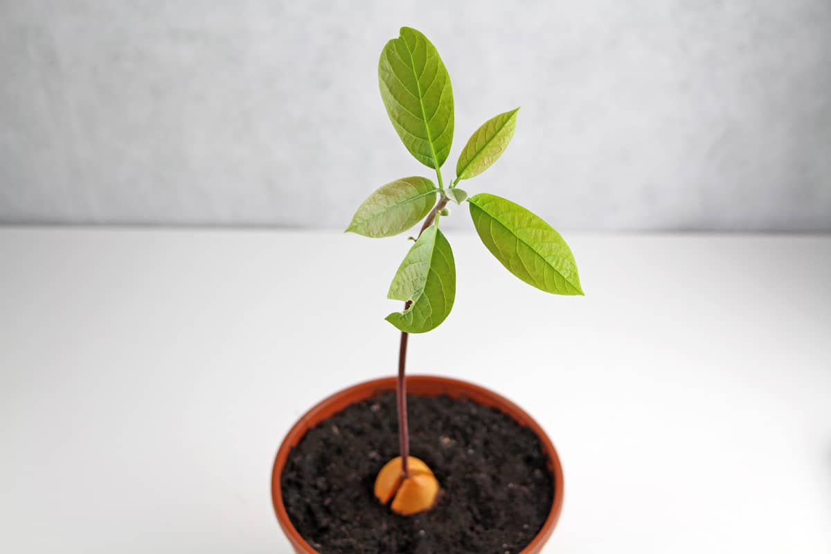 Avocado, Persea americana