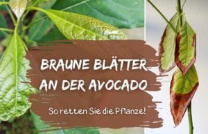 Avocadopflanze