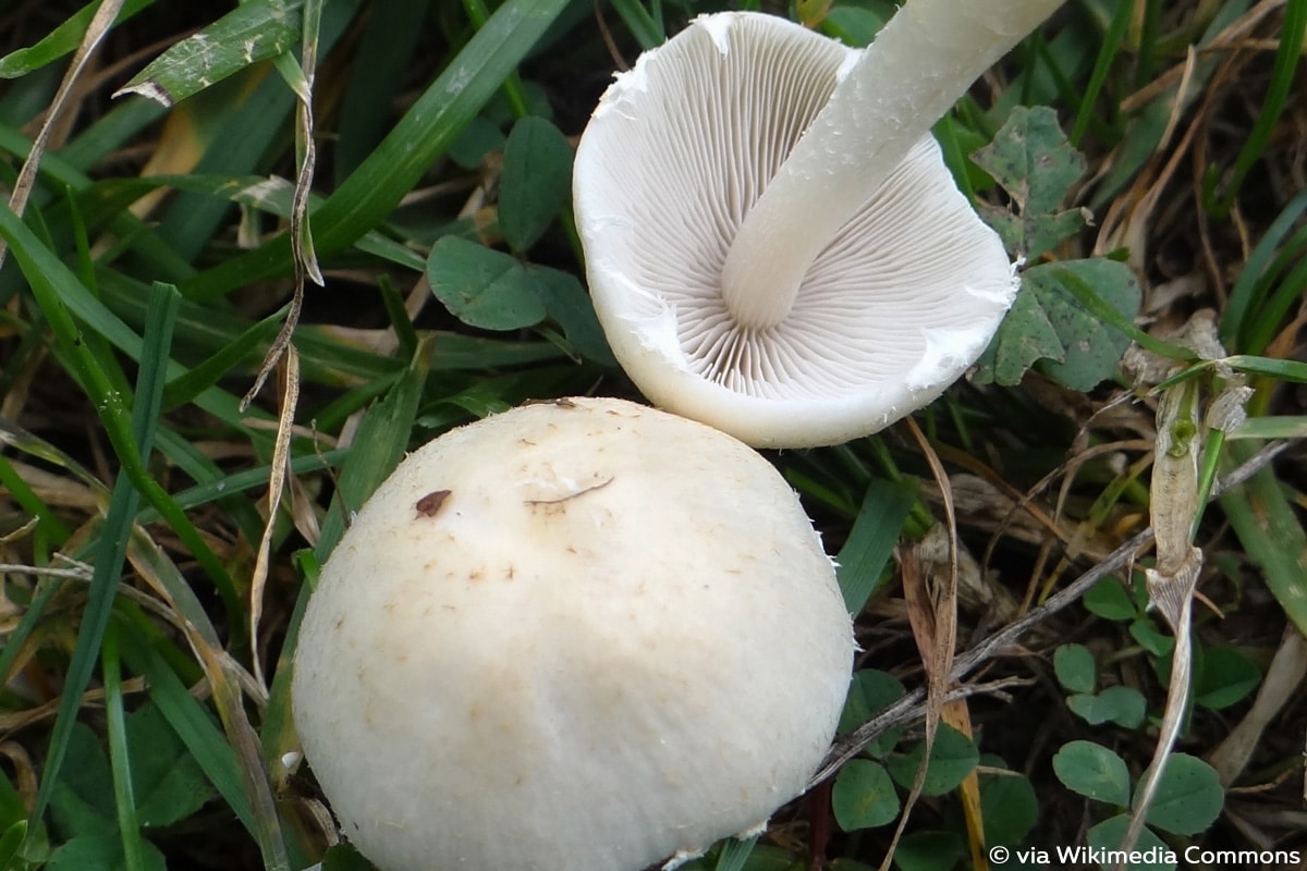 Weisser Pilz So Bestimmen Sie Ihn Gartendialog De