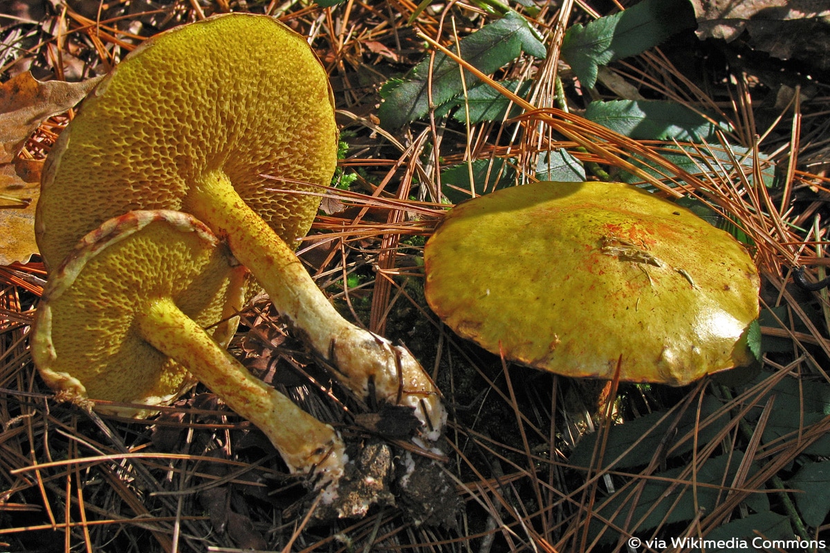 Quelle: Beringter Zirbenröhrling (Suillus americanus oder sibiricus)