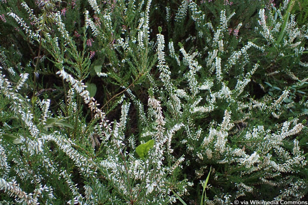 Besenheide 'Melanie' (Calluna vulgaris 'Melanie'), Winterblüher