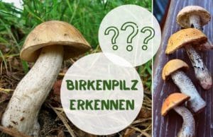 Birkenpilz erkennen