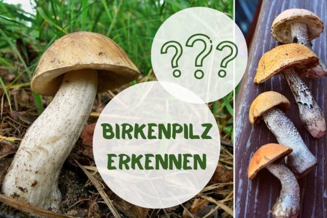 Birkenpilz erkennen