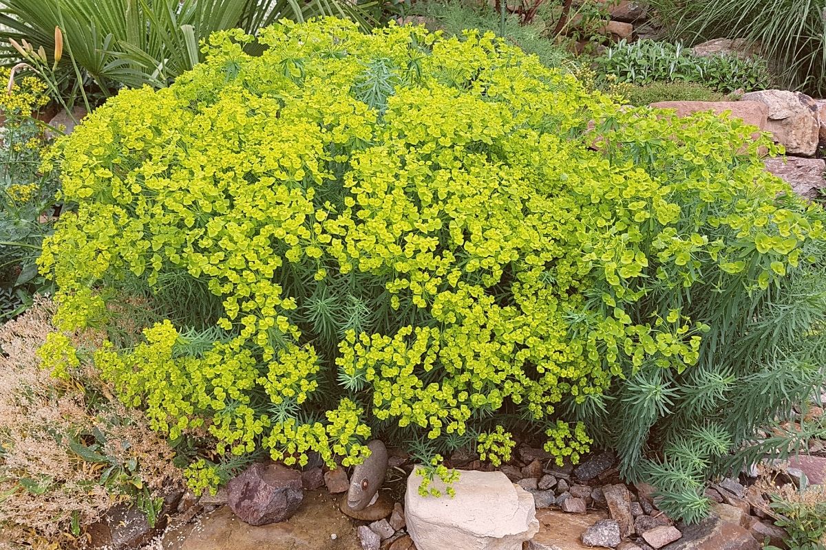 Bläuliche Wolfsmilch (Euphorbia seguieriana subsp. niciciana)