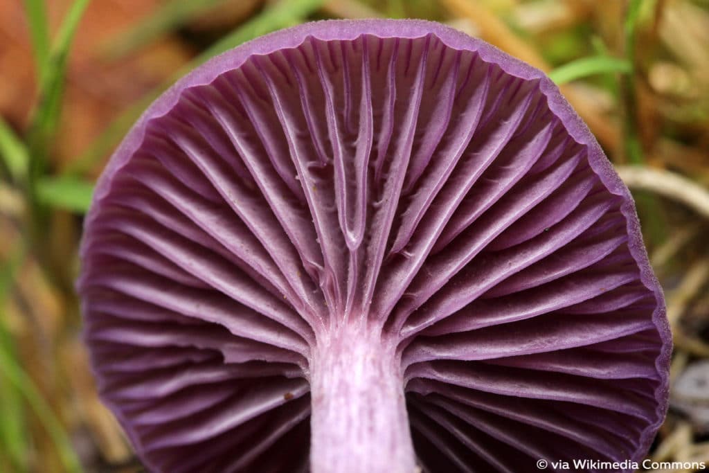 Bläuling/Violetter Bläuling/Violetter Lacktrichterling (Laccaria amethystina)