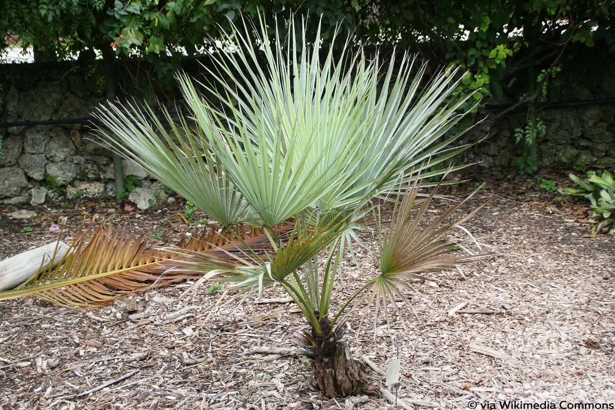 Blaue Hesperidenpalme (Brahea armata), Winterpflanze