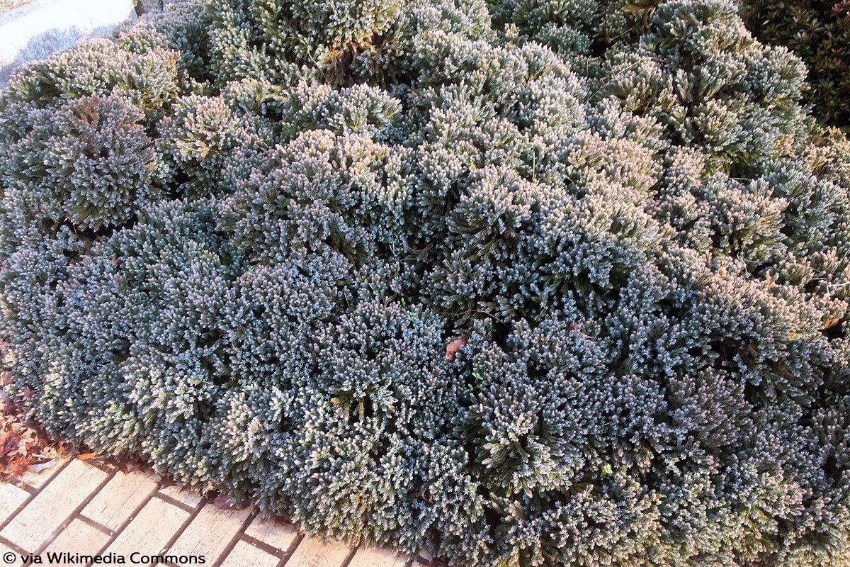 Blauer Zwerg-Wacholder (Juniperus squamata), Winterblüher
