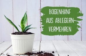 Bogenhanf vermehren