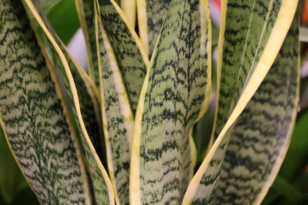 Sansevieria, Bogenhanf