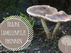 Braune Pilze mit Lamellen