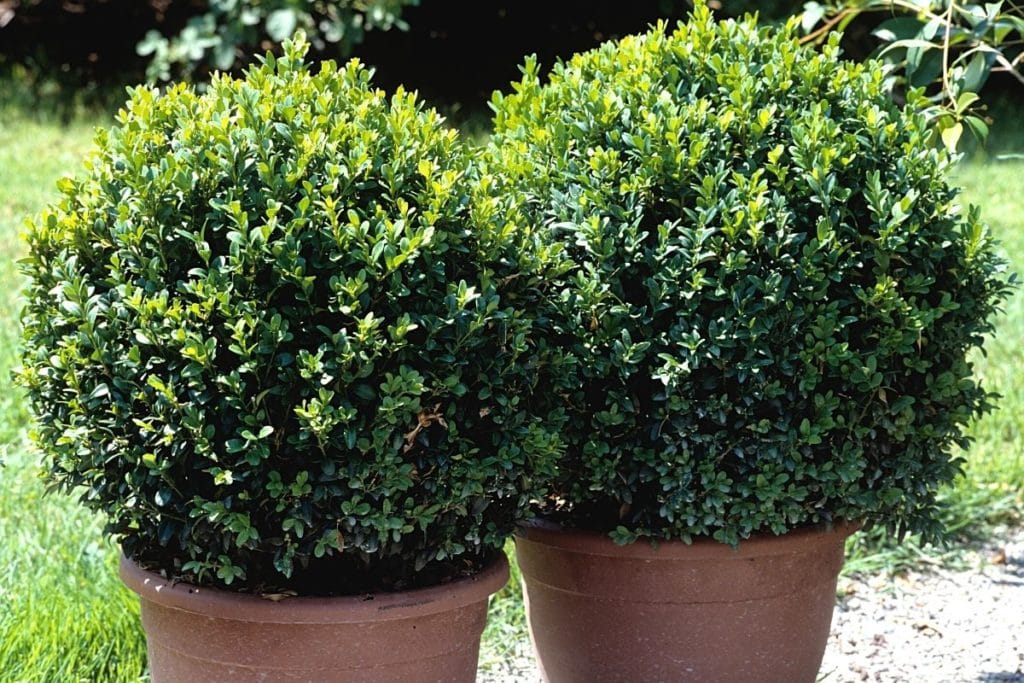 Buxus sempervirens, Buchsbaum, Schattengehölze