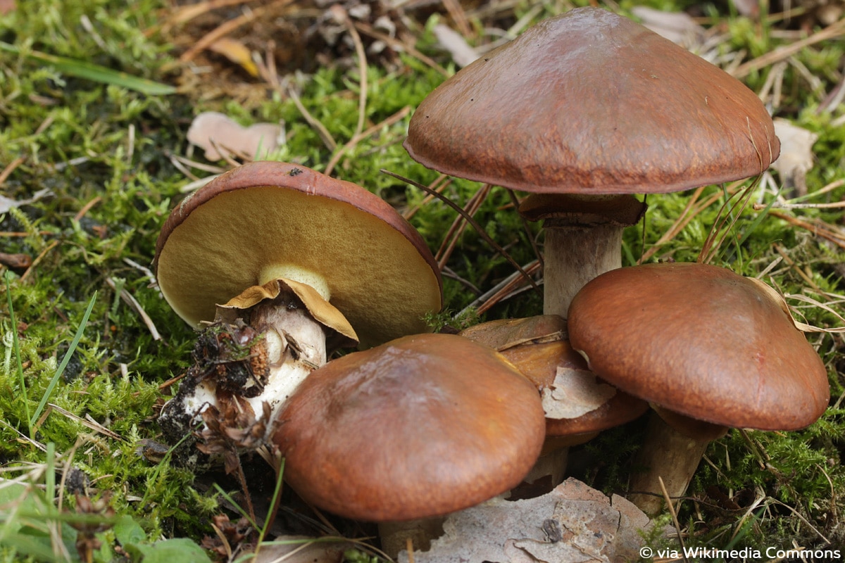 Butterpilz (Suillus luteus), Pilzarten